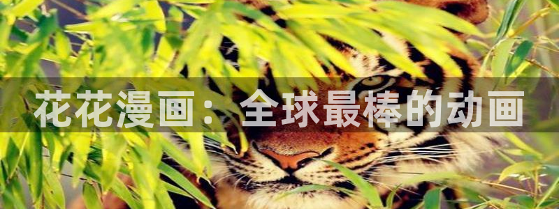 漫蛙网站官网