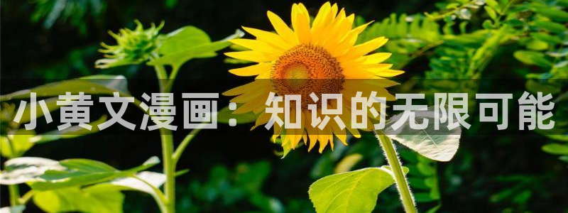 漫蛙2.0官网